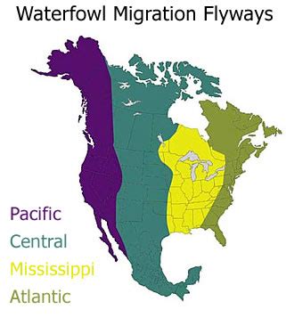 Waterfowl Migration Flyways