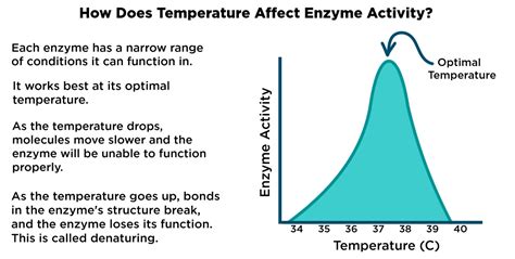 Temperature (Enzyme Reaction Rates) — Effects & Examples - Expii