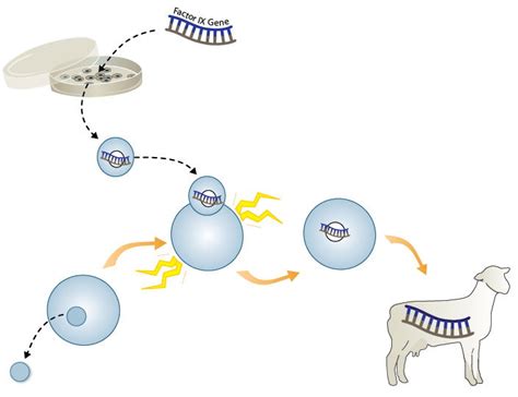 Cloning Process Of Dolly The Sheep