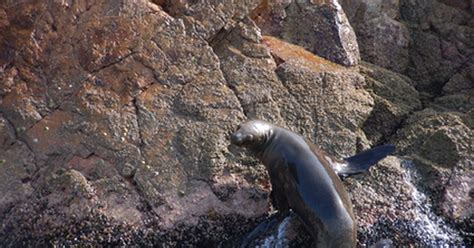 How do seals protect themselves from predators? | eHow UK