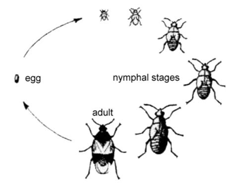 Boxelder Bugs — Facts, Information, Prevention & Control | PestsGuide