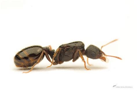 Tetramorium caespitum - AntWiki