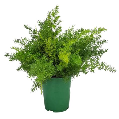 Tropical Plants of Florida 10" to 12" Sprengeri Fern; Shade-Loving, Indoor/Outdoor Use, 6 ...