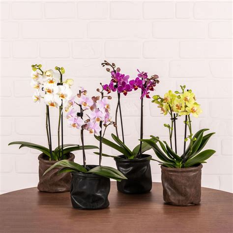 Miniature Orchids – Love Orchids