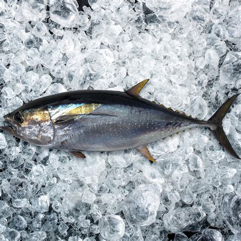 Fresh Whole Baby Yellowfin Tuna per fish | FishMe! Seafood Delivery — fishme.com.au