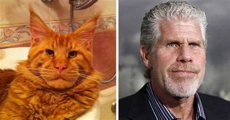 10+ Animals That Totally Look Like Celebrities