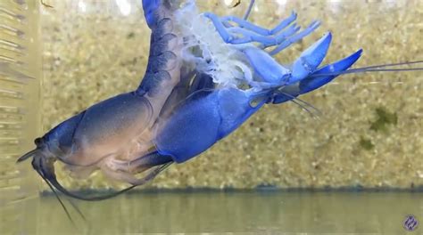 A molting blue crayfish | The Kid Should See This