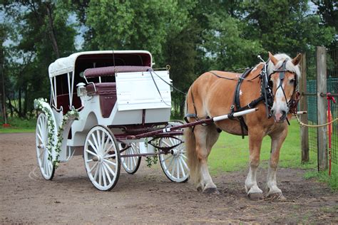 Free photo: Horse Carriage - Carriage, Tourism, Urban - Free Download - Jooinn