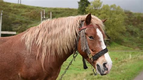 Horse With Beautiful Mane - Stock Video | Motion Array