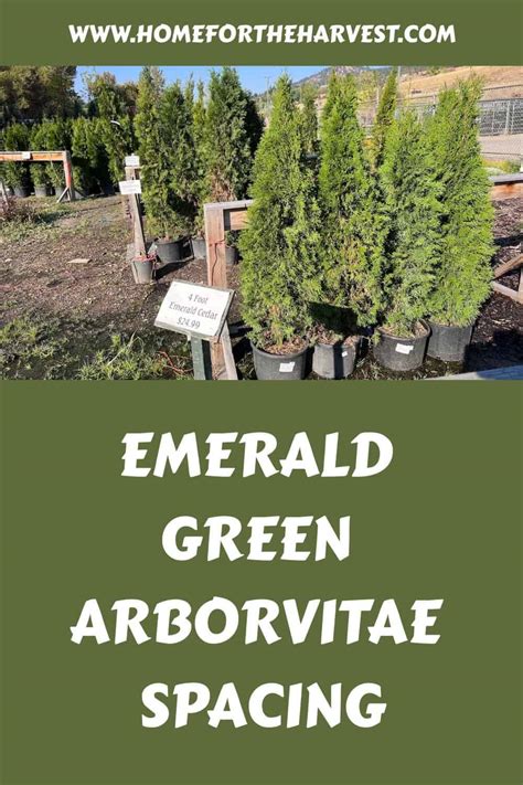 Emerald Green arborvitae spacing Planning your hedge for opt