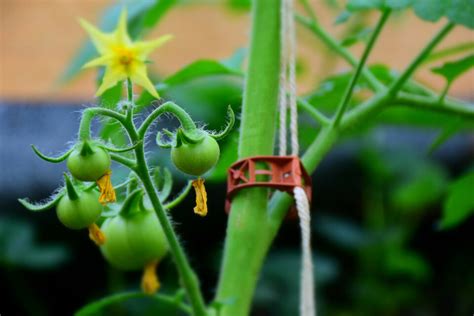 The 4 Best Tomato Clips and How To Use Them - Minneopa Orchards