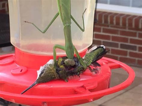 Praying mantis catches and eats hummingbird : r/natureismetal