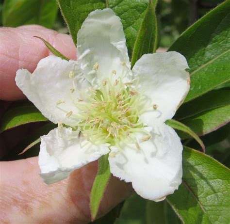 Medlar - Tree Guide UK Medlar tree identification