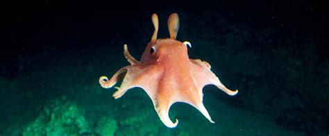 54 Interesting Facts About Dumbo Octopus - Animal Hype