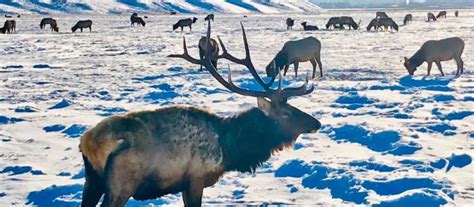 National Elk Refuge Archives - SnowBrains