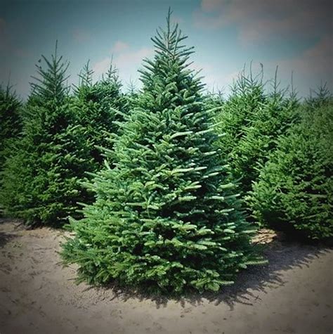 Premium Fraser Fir Christmas Tree 12' - 13'