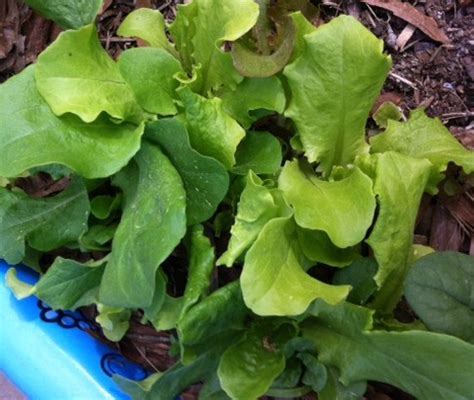 Grow salad fresh from your own container garden - Easily Grown Garden