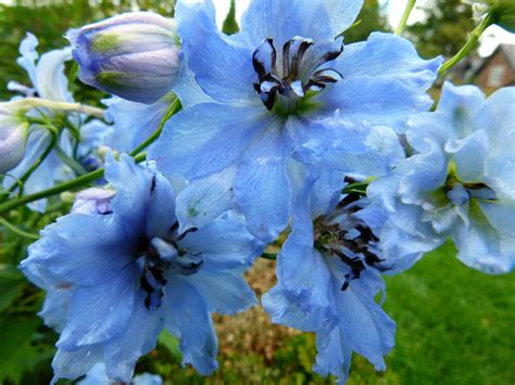 Delphinium, Blue delphinium, Flowers