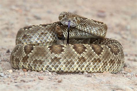 The Venomous Snakes Of Texas - WorldAtlas