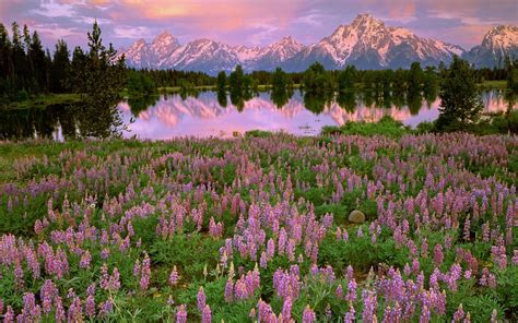 Wallpaper Mountains, lake, pink flowers, meadow, fields, water reflection, sunset 1920x1200 HD ...