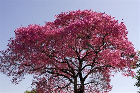 Arbre rose de lapacho image stock. Image du bâti, rose - 49888363