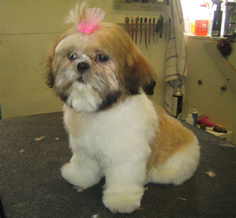 How To Give A Shih Tzu A Teddy Bear Cut | PeepsBurgh.Com