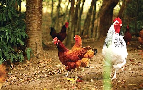 Keeping Chickens: A Beginner’s Guide | Pip Magazine