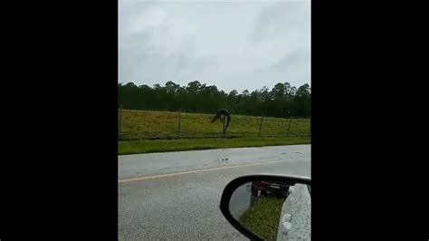 Alligator scales fence at Florida naval base | World News | Sky News