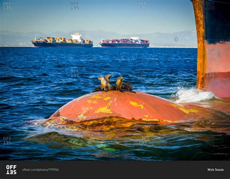 Seals resting on bulbous bow of container ship with two ships in distance stock photo - OFFSET