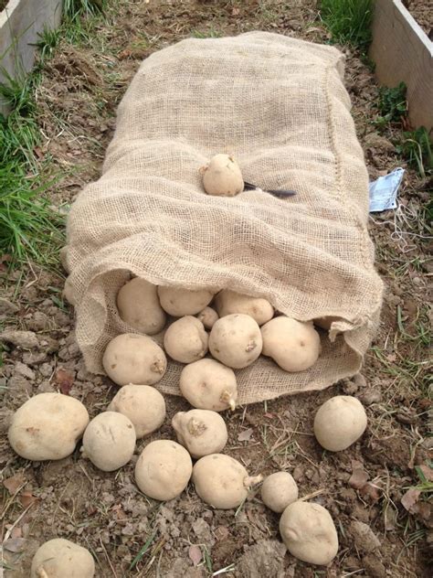 How to Grow Potatoes in Straw - Grow Appalachia