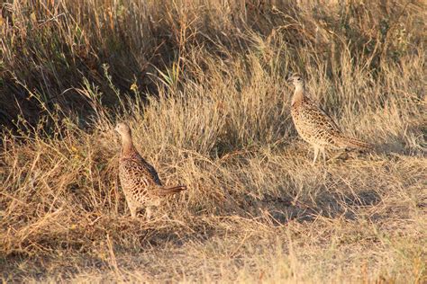 ND PF Eyes Habitat Rebound Along with Bird Numbers | News Dakota