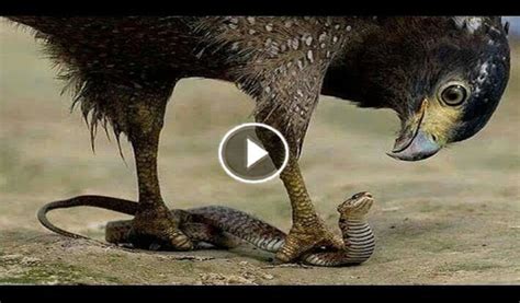 OMG:Vedio a rare fight between eagle and snake