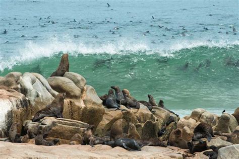 The Skeleton Coast wildlife location in Namibia, Africa | Wildlife Worldwide