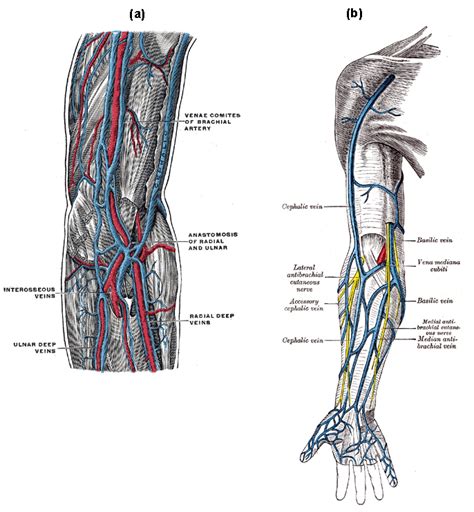 Circulatory Routes | Boundless Anatomy and Physiology | | Course Hero