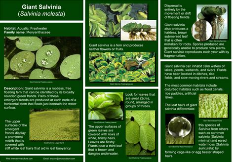 Giant Salvinia - Salvinia molesta - Invasive Species Control