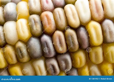 Ornamental Corn Abstract stock photo. Image of husk, pattern - 1381952