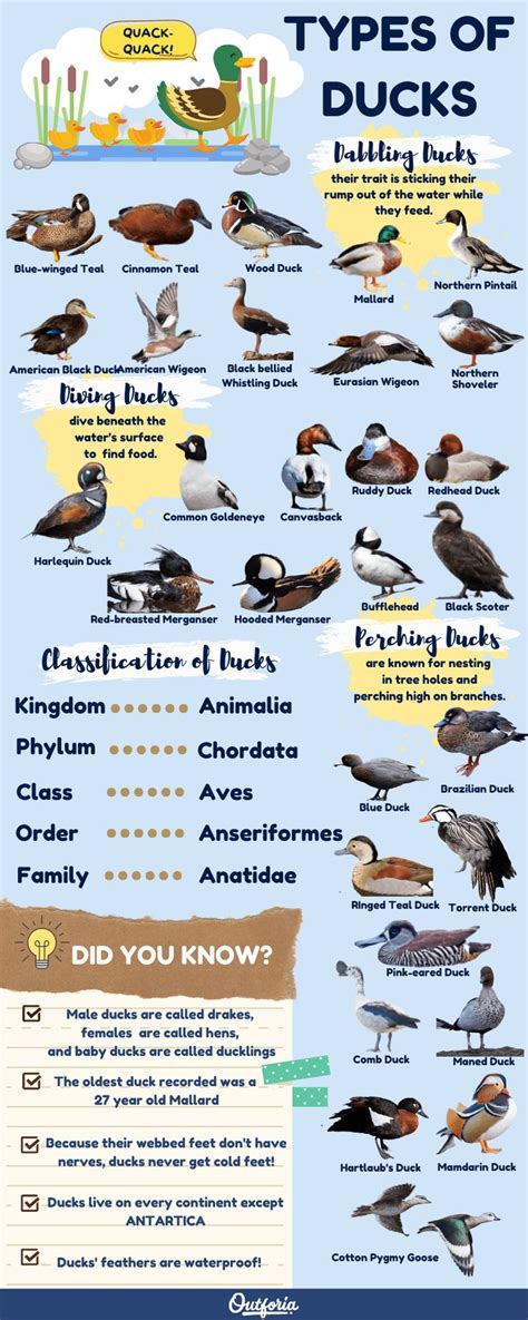 30 Different Types of Ducks that Will Surely Impress | Types of ducks ...