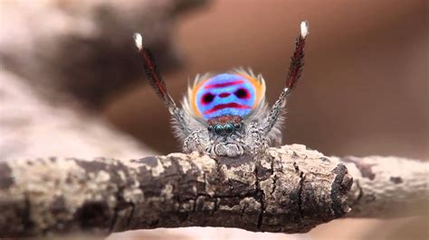 Peacock Spider Dances to YMCA