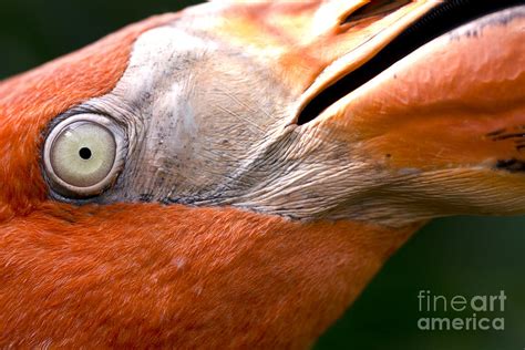 Macro Photography Flamingo Eye Photograph by Xina Scuderi - Fine Art ...