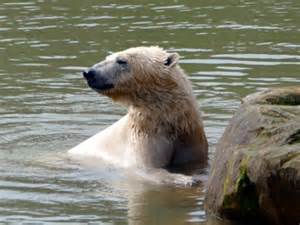 Polar bear at Yorkshire Wildlife Park © Graham Hogg :: Geograph Britain and Ireland