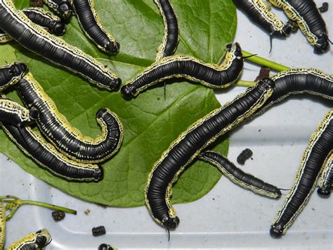 The Search for the Catalpa Worm