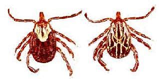 Ticks in Florida | Florida Department of Health