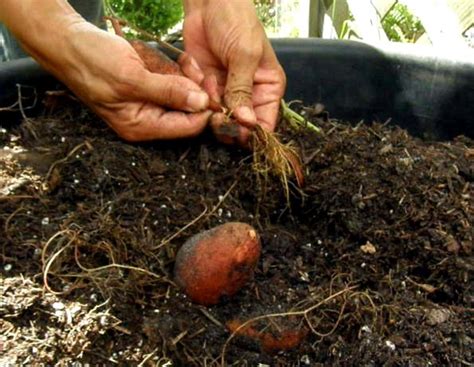 Guide to Growing Sweet Potatoes in a Container | Dengarden