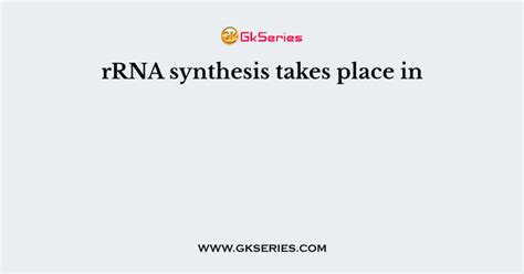 rRNA synthesis takes place in