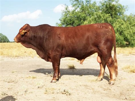 Beefmaster cattle for sale | Rancho Tres Hijos