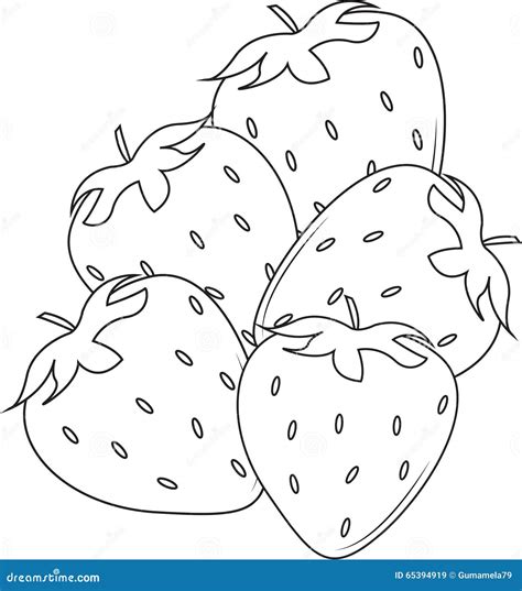 Strawberries stock illustration. Illustration of detail - 65394919