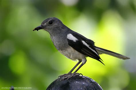 Oriental Magpie Robin (Female) - India Travel Forum | IndiaMike.com