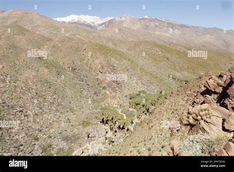 Palm Tree Oasis - Indian Canyon, Palm Springs, California Stock Photo - Alamy