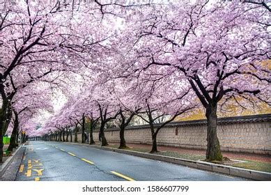 25 Gyeongju cherry blossom festival 2019 Images, Stock Photos & Vectors | Shutterstock