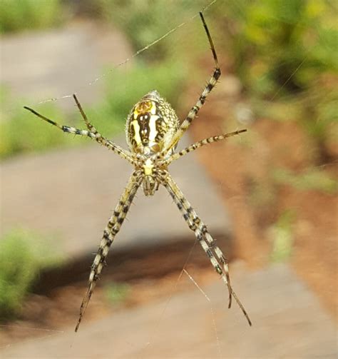 Argiope trifasciata (Banded Garden Spider) in Roodepoort, South Africa